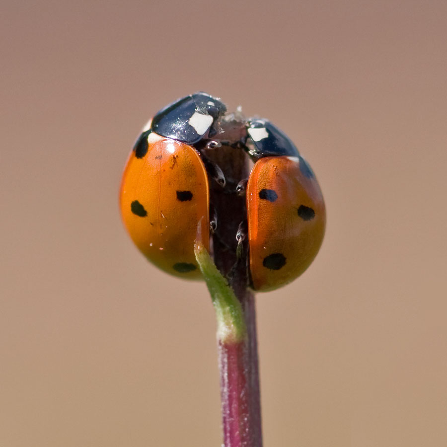 Coccinella septempunctata